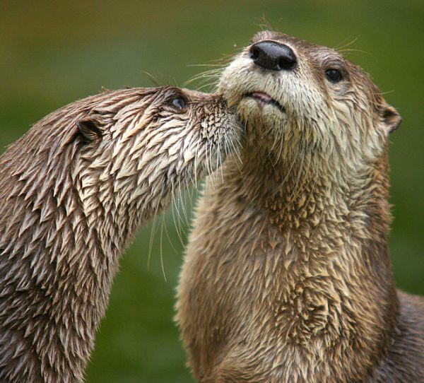 Northern River Otter | Lontra canadensis photo