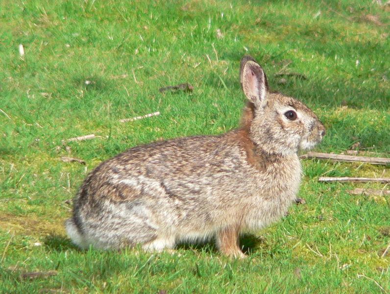 Brush Rabbit | Sylvilagus bachmani photo