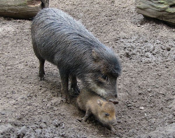 White-lipped Peccary | Tayassu pecari photo