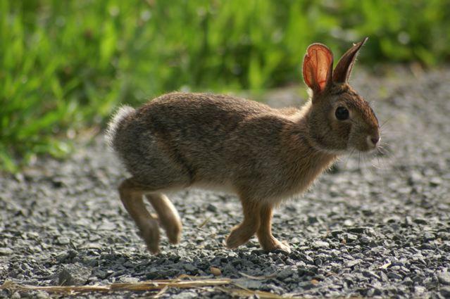 New England Cottontail | Sylvilagus transitionalis photo