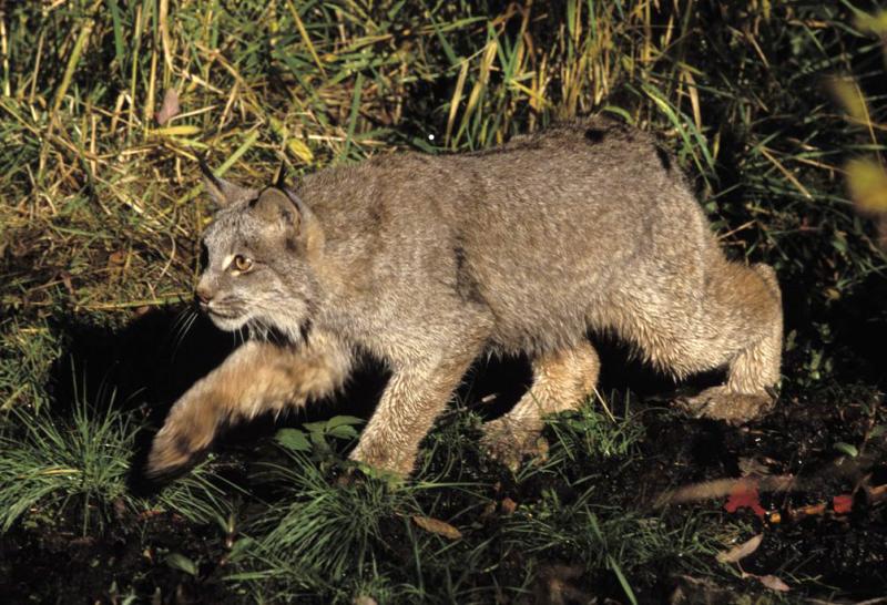 Canada Lynx | Lynx canadensis photo