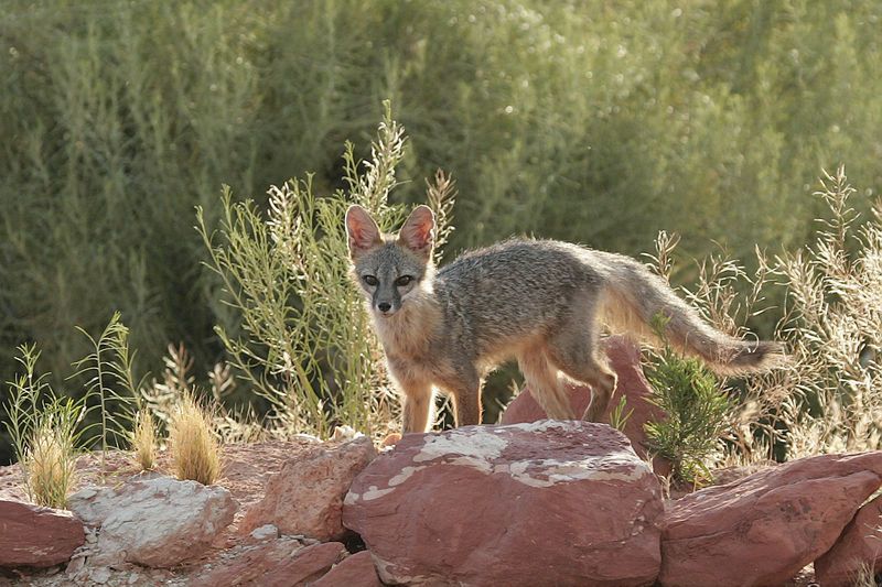 Kit Fox | Vulpes macrotis photo