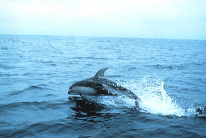 Pacific White-sided Dolphin | Lagenorhynchus obliquidens photo