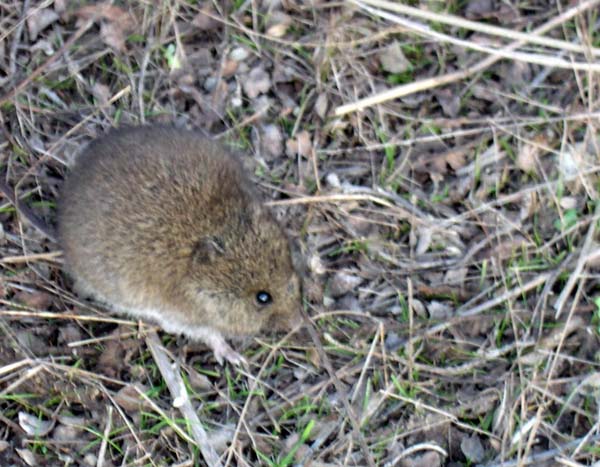 Western Harvest Mouse | Reithrodontomys megalotis photo