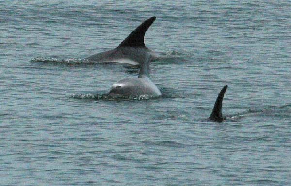 White-beaked Dolphin | Lagenorhynchus albirostris photo