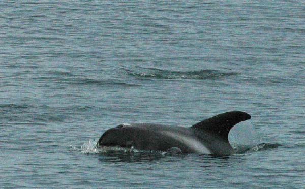 White-beaked Dolphin | Lagenorhynchus albirostris photo