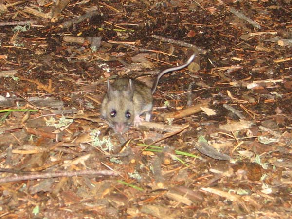 White-footed Mouse | Peromyscus leucopus photo