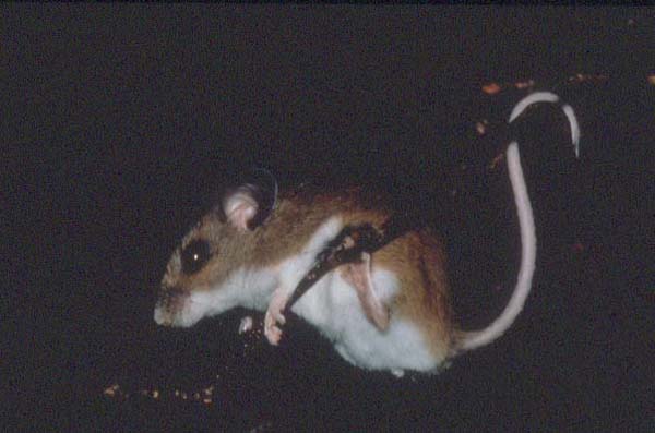 White-footed Mouse | Peromyscus leucopus photo
