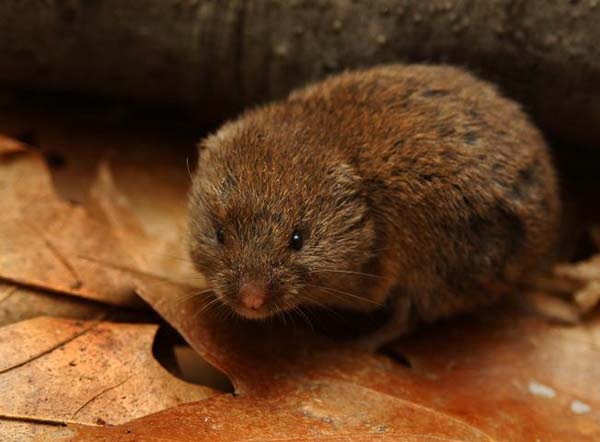 Woodland Vole | Microtus pinetorum photo