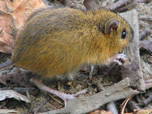 Woodland Jumping Mouse | Napaeozapus insignis photo