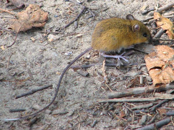Woodland Jumping Mouse | Napaeozapus insignis photo