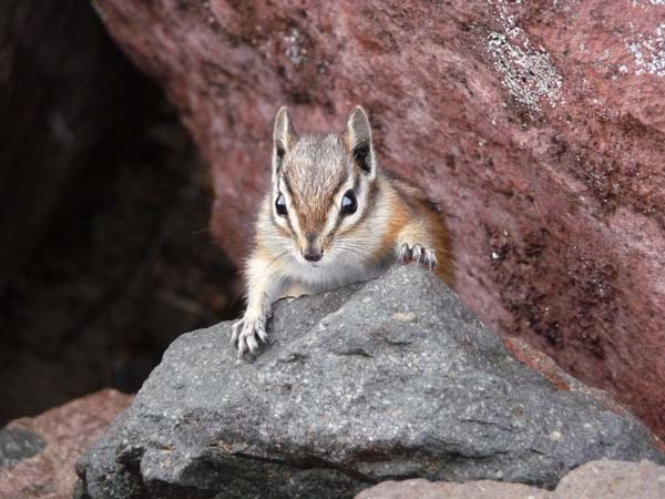 Yellow-pine Chipmunk | Tamias amoenus photo