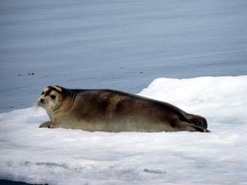 Bearded Seal | Erignathus barbatus photo