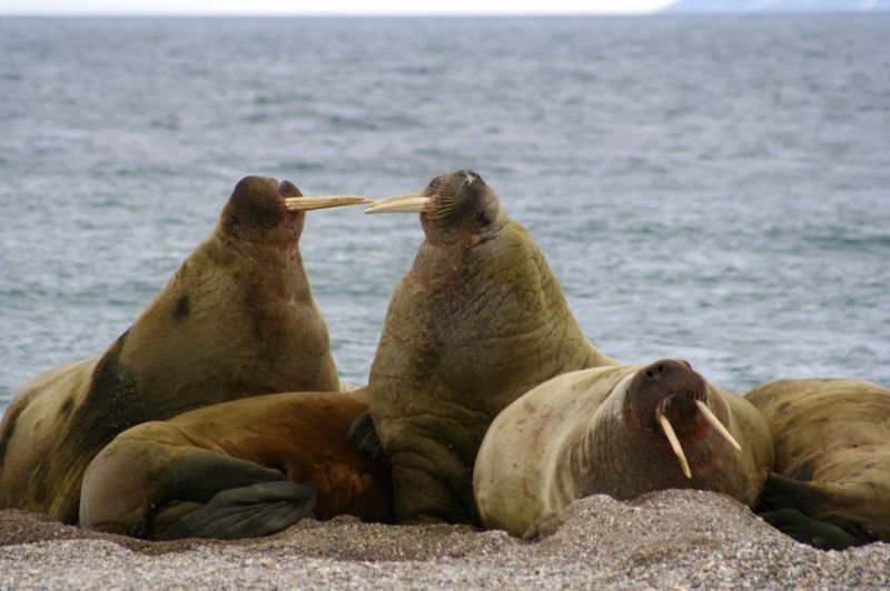 Walrus | Odobenus rosmarus photo