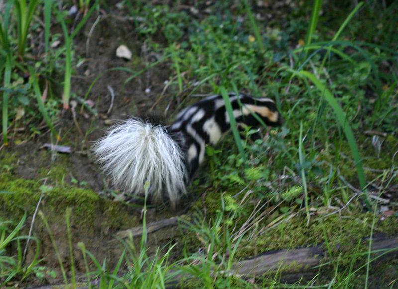 Eastern Spotted Skunk | Spilogale putorius photo