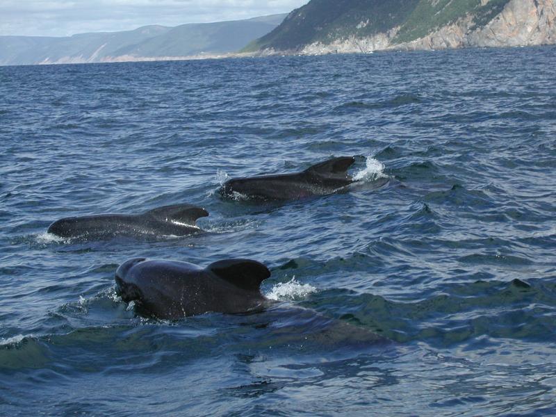 Long-finned Pilot Whale | Globicephala melas photo