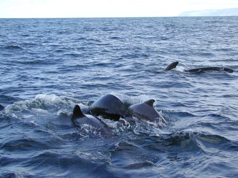 Long-finned Pilot Whale | Globicephala melas photo