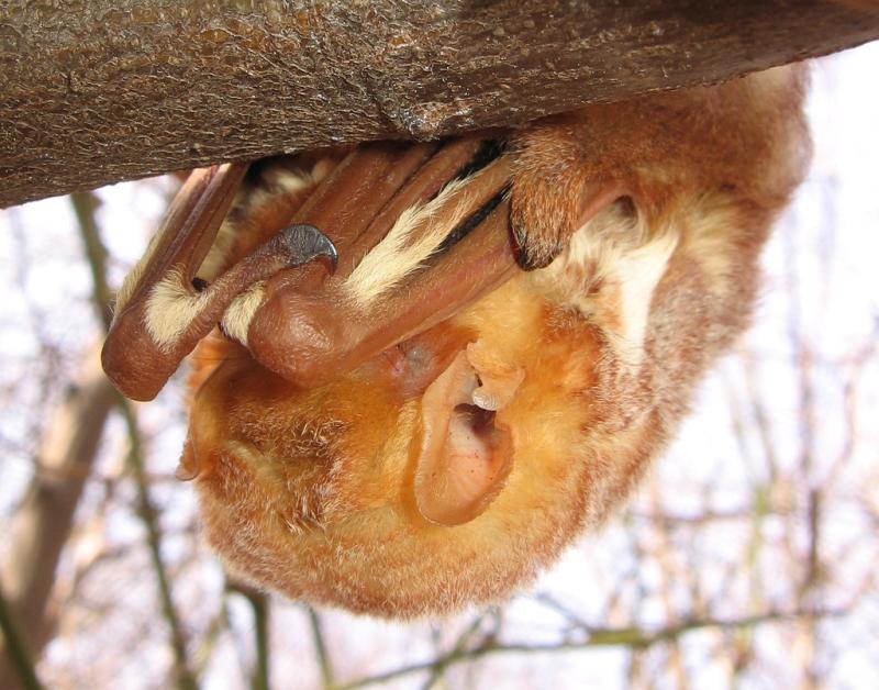 Red Bat | Lasiurus borealis photo