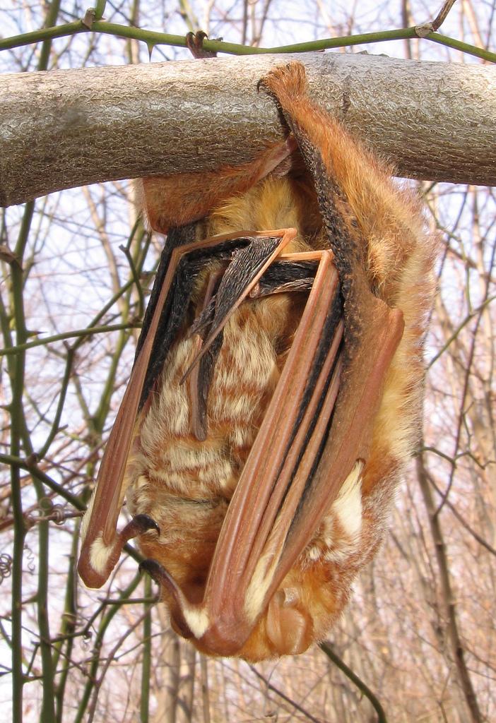 Red Bat | Lasiurus borealis photo