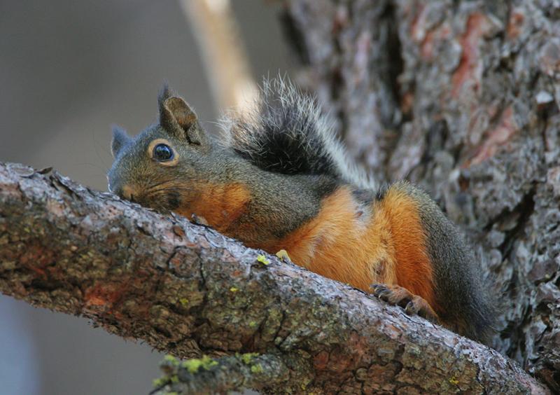 Douglas' Squirrel | Tamiasciurus douglasii photo