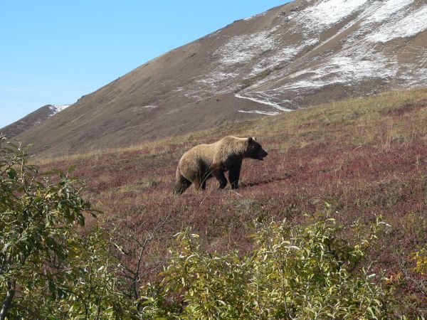 Brown Bear | Ursus arctos photo