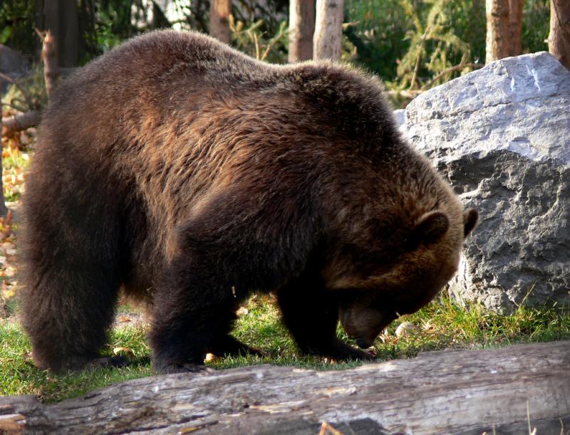 Brown Bear | Ursus arctos photo