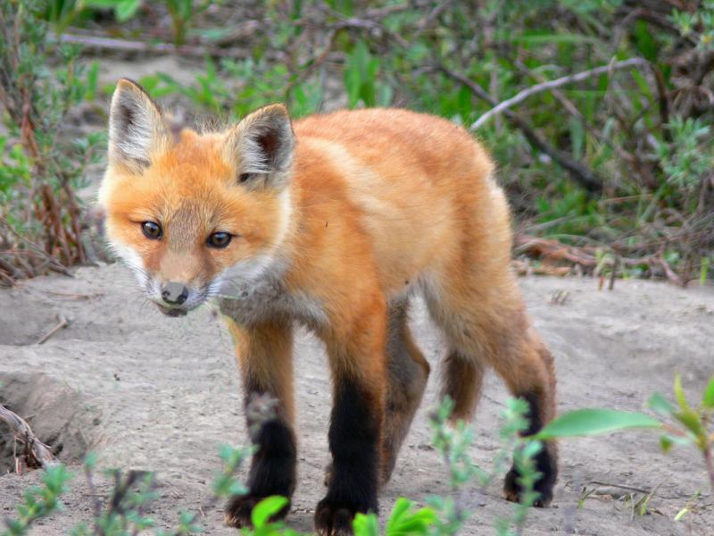 Red Fox | Vulpes vulpes photo