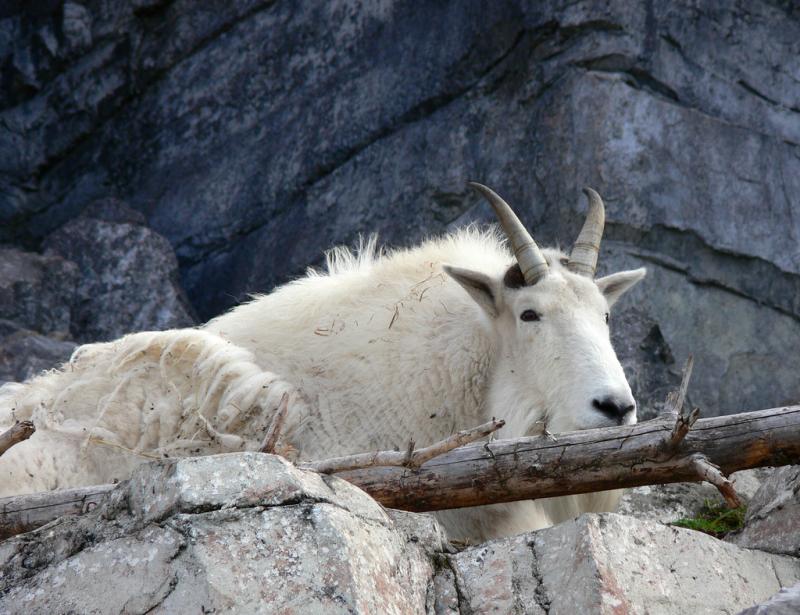 Mountain Goat | Oreamnos americanus photo