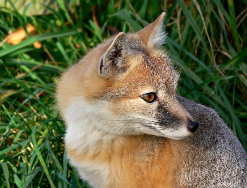 Swift Fox | Vulpes velox photo