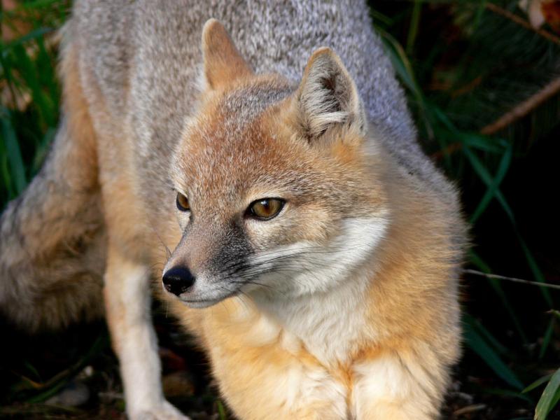 Swift Fox | Vulpes velox photo