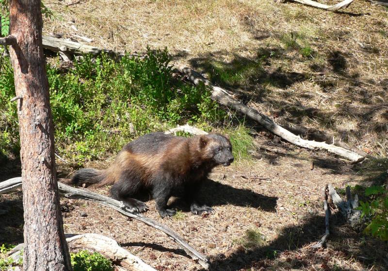 Wolverine | Gulo gulo photo