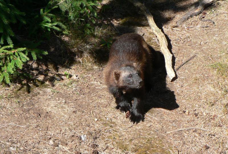 Wolverine | Gulo gulo photo