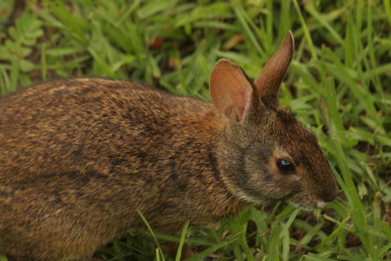 Marsh Rabbit | Sylvilagus palustris photo