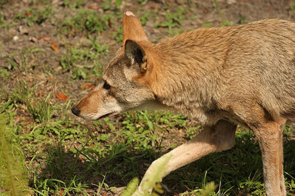 Red Wolf | Canis rufus photo