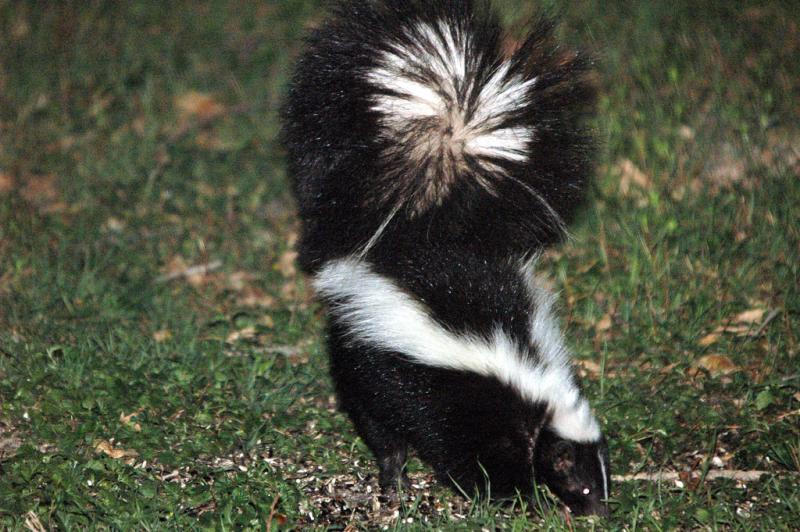 Striped Skunk | Mephitis mephitis photo