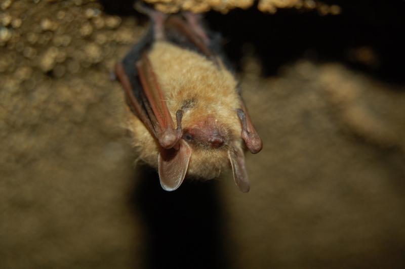 Tri-colored Bat | Pipistrellus subflavus photo