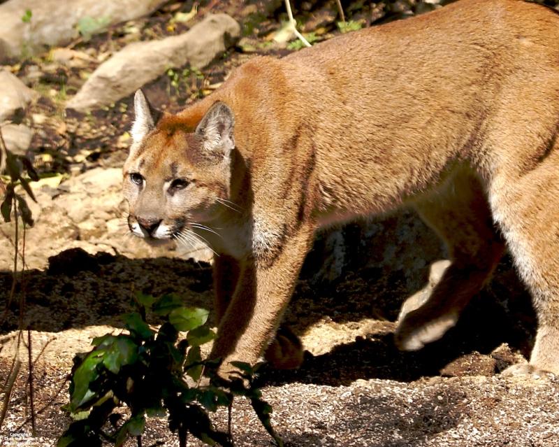 Cougar | Puma concolor photo