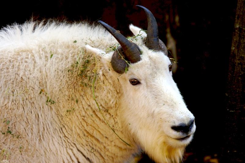 Mountain Goat | Oreamnos americanus photo