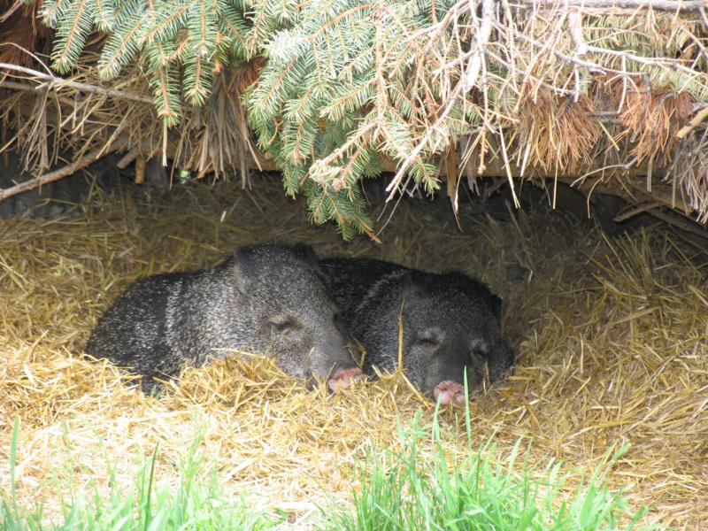 Collared Peccary | Pecari tajacu photo