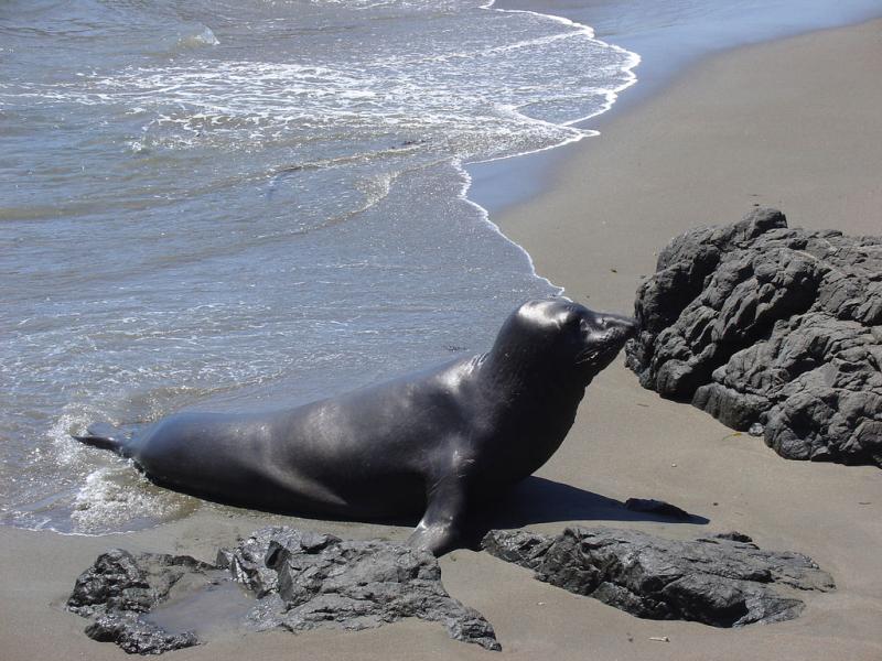 Northern Elephant Seal | Mirounga angustirostris photo