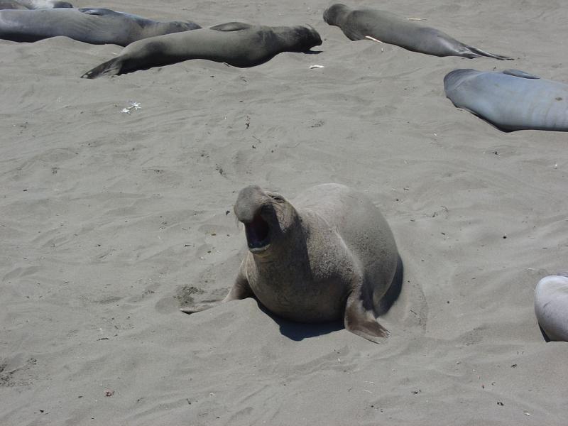 Northern Elephant Seal | Mirounga angustirostris photo