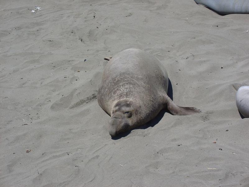 Northern Elephant Seal | Mirounga angustirostris photo