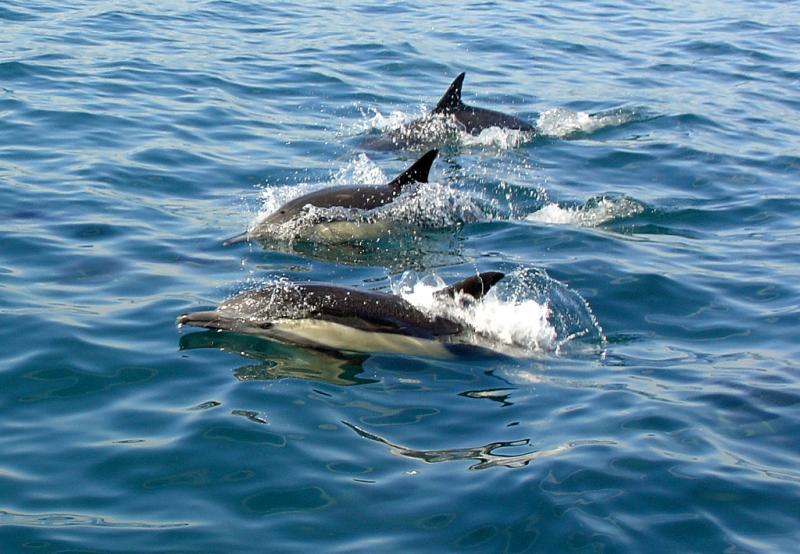 Long-beaked Common Dolphin | Delphinus capensis photo