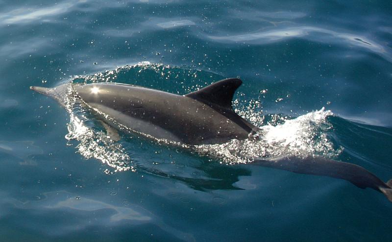 Long-beaked Common Dolphin | Delphinus capensis photo