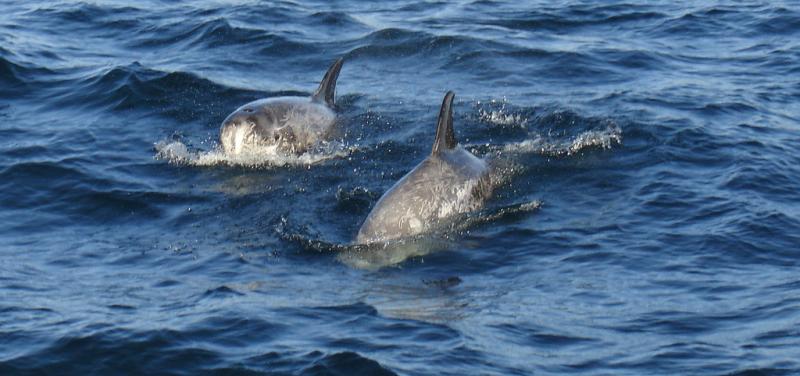 Risso's Dolphin | Grampus griseus photo