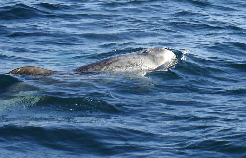 Risso's Dolphin | Grampus griseus photo