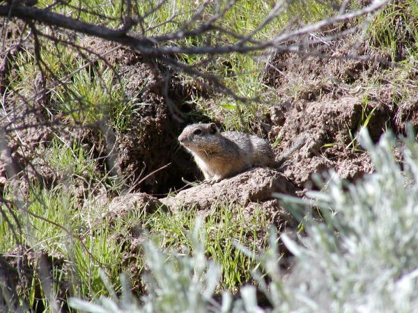 Idaho Ground Squirrel | Spermophilus brunneus photo