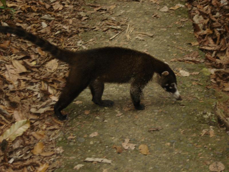 White-nosed Coati | Nasua narica photo