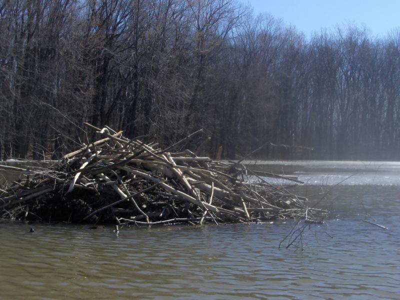 American Beaver | Castor canadensis photo