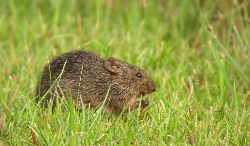 Hispid Cotton Rat | Sigmodon hispidus photo